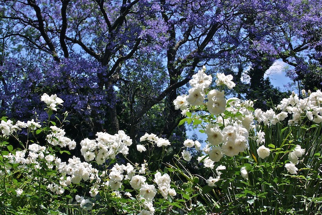 Garden at the Holistic Medical Centre.